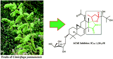 Graphical abstract: Antiacetylcholinesterase triterpenes from the fruits of Cimicifuga yunnanensis