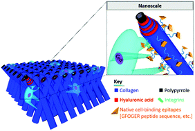 Graphical abstract: Biofunctionalized and self-supported polypyrrole frameworks as nanostructured ECM-like biointerfaces