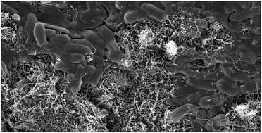 Graphical abstract: Carbon dot incorporated multi-walled carbon nanotube coated filters for bacterial removal and inactivation