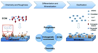 Graphical abstract: Enhanced bioactivity and osteoinductivity of carboxymethyl chitosan/nanohydroxyapatite/graphene oxide nanocomposites