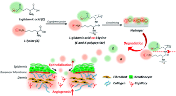 Graphical abstract: Biodegradable copolypeptide hydrogel prodrug accelerates dermal wound regeneration by enhanced angiogenesis and epithelialization
