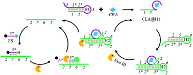 Graphical abstract: Single-step and ultrasensitive detection of carcinoembryonic antigen based on an aptamer transduction-mediated exonuclease III-assisted dual-amplification strategy