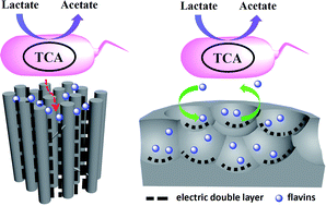 Graphical abstract: Tailoring of pore structure in mesoporous carbon for favourable flavin mediated interfacial electron transfer in microbial fuel cells