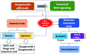 Graphical abstract: Aqueous extract of Sanguisorba officinalis blocks the Wnt/β-catenin signaling pathway in colorectal cancer cells