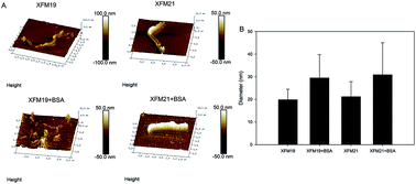 Graphical abstract: Internalization, cytotoxicity, oxidative stress and inflammation of multi-walled carbon nanotubes in human endothelial cells: influence of pre-incubation with bovine serum albumin