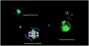 Graphical abstract: Supramolecular hydrogels encapsulating bioengineered mesenchymal stem cells for ischemic therapy