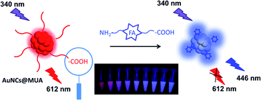 Graphical abstract: 11-Mercaptoundecanoic acid capped gold nanoclusters as a fluorescent probe for specific detection of folic acid via a ratiometric fluorescence strategy