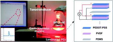 Graphical abstract: Laminated pyroelectric generator with spin coated transparent poly(3,4-ethylenedioxythiophene) polystyrene sulfonate (PEDOT:PSS) electrodes for a flexible self-powered stimulator