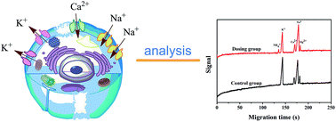 Graphical abstract: Rapid quantitation of multiple ions released from HeLa cells during emodin induced apoptosis by low-cost capillary electrophoresis with capacitively coupled contactless conductivity detection