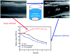Graphical abstract: Long-term antibacterial performances of biodegradable polylactic acid materials with direct absorption of antibiotic agents