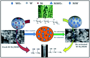 Graphical abstract: Insight into the efficient catalytic conversion of biomass to EG and 1,2-PG over W–Ni bimetallic catalyst