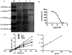 Graphical abstract: Hypoglycemic effect and mechanism of isoquercitrin as an inhibitor of dipeptidyl peptidase-4 in type 2 diabetic mice