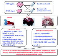 Graphical abstract: Dietary nucleotides supplementation during the suckling period improves the antioxidative ability of neonates with intrauterine growth retardation when using a pig model