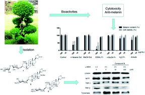 Graphical abstract: Three new cardiac glycosides obtained from the roots of Streblus asper Lour. and their cytotoxic and melanogenesis-inhibitory activities