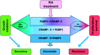 Graphical abstract: Differential CRABP-II and FABP5 expression patterns and implications for medulloblastoma retinoic acid sensitivity