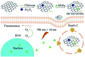 Graphical abstract: Magnetic chitosan/graphene oxide composite loaded with novel photosensitizer for enhanced photodynamic therapy