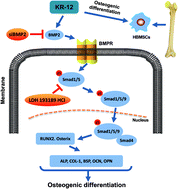 Graphical abstract: The antimicrobial peptide KR-12 promotes the osteogenic differentiation of human bone marrow stem cells by stimulating BMP/SMAD signaling