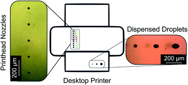 Graphical abstract: Accessing individual 75-micron diameter nozzles of a desktop inkjet printer to dispense picoliter droplets on demand