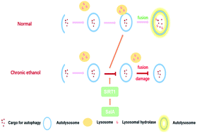 Graphical abstract: Promotion of autophagosome–lysosome fusion via salvianolic acid A-mediated SIRT1 up-regulation ameliorates alcoholic liver disease