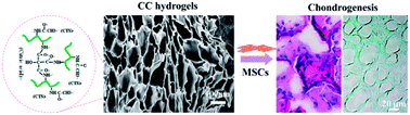 Graphical abstract: Enhanced chondrogenic differentiation of human mesenchymal stems cells on citric acid-modified chitosan hydrogel for tracheal cartilage regeneration applications