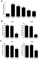 Graphical abstract: Knockdown of UCA1 inhibits viability and glycolysis by suppressing PKM2 expression through the mTOR pathway in non-small cell lung cancer cells