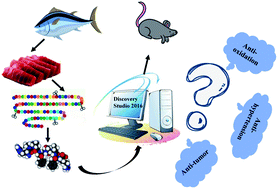 Graphical abstract: In silico analysis and in vivo tests of the tuna dark muscle hydrolysate anti-oxidation effect