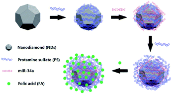 Graphical abstract: Nanodiamond-based layer-by-layer nanohybrids mediate targeted delivery of miR-34a for triple negative breast cancer therapy