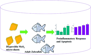 Graphical abstract: Dispersible MoS2 micro-sheets induced a proinflammatory response and apoptosis in the gills and liver of adult zebrafish
