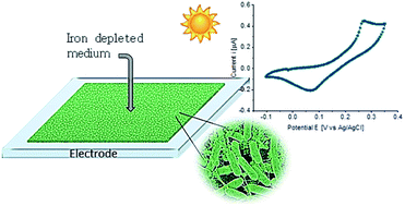 Graphical abstract: Tapping into cyanobacteria electron transfer for higher exoelectrogenic activity by imposing iron limited growth