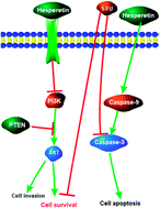 Graphical abstract: Hesperetin inhibits Eca-109 cell proliferation and invasion by suppressing the PI3K/AKT signaling pathway and synergistically enhances the anti-tumor effect of 5-fluorouracil on esophageal cancer in vitro and in vivo