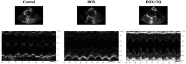 Graphical abstract: Thymoquinone protects against cardiac damage from doxorubicin-induced heart failure in Sprague-Dawley rats