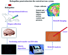 Graphical abstract: Bedaquiline has potential for targeting tuberculosis reservoirs in the central nervous system