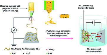 Graphical abstract: Accelerated fabrication of antibacterial and osteoinductive electrospun fibrous scaffolds via electrochemical deposition