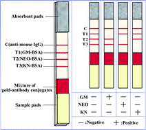 Graphical abstract: Development of an immunochromatographic lateral flow strip for the simultaneous detection of aminoglycoside residues in milk