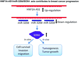 Graphical abstract: Retracted Article: MiR-320d suppresses the progression of breast cancer via lncRNA HNF1A-AS1 regulation and SOX4 inhibition