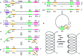 Graphical abstract: Helix loop-mediated isothermal amplification of nucleic acids