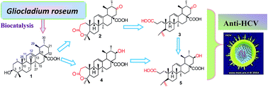 Graphical abstract: Biocatalysis of ursolic acid by the fungus Gliocladium roseum CGMCC 3.3657 and resulting anti-HCV activity