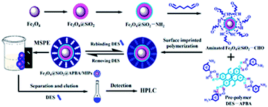 Graphical abstract: Magnetic surface molecularly imprinted poly(3-aminophenylboronic acid) for selective capture and determination of diethylstilbestrol