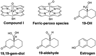 Graphical abstract: Do two oxidants (ferric-peroxo and ferryl-oxo species) act in the biosynthesis of estrogens? A DFT calculation