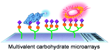 Graphical abstract: Analysis of binding properties of pathogens and toxins using multivalent glycan microarrays