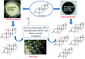 Graphical abstract: Microbial transformation of mestanolone by Macrophomina phaseolina and Cunninghamella blakesleeana and anticancer activities of the transformed products