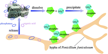 Graphical abstract: Utilization of phosphate rock as a sole source of phosphorus for uranium biomineralization mediated by Penicillium funiculosum