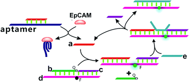 Graphical abstract: Enzyme-free ultrasensitive fluorescence detection of epithelial cell adhesion molecules based on a toehold-aided DNA recycling amplification strategy