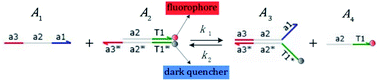 Graphical abstract: Visual synchronization of two 3-variable Lotka–Volterra oscillators based on DNA strand displacement