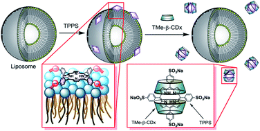 Graphical abstract: Adsorption of tetrakis(4-sulfophenyl)porphyrin onto liposomal surfaces composed of neutral diacylphosphatidylcholine and release by cyclodextrin