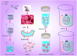 Graphical abstract: Preparation and characterization of erythrocyte membrane cloaked PLGA/arsenic trioxide nanoparticles and evaluation of their in vitro anti-tumor effect