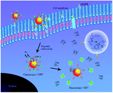 Graphical abstract: A galactose-mediated targeting nanoprobe for intracellular hydroxyl radical imaging to predict drug-induced liver injury