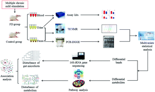 Graphical abstract: Association between metabolic profile and microbiomic changes in rats with functional dyspepsia