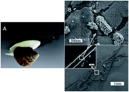 Graphical abstract: Controlled self-assembly of glycoprotein complex in snail mucus from lubricating liquid to elastic fiber