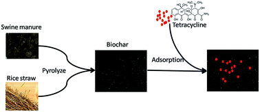 Graphical abstract: Sorption of tetracycline on biochar derived from rice straw and swine manure